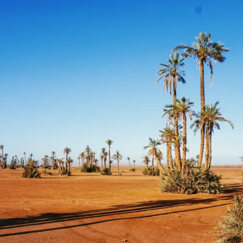 equitation-palmeraie-marrakech
